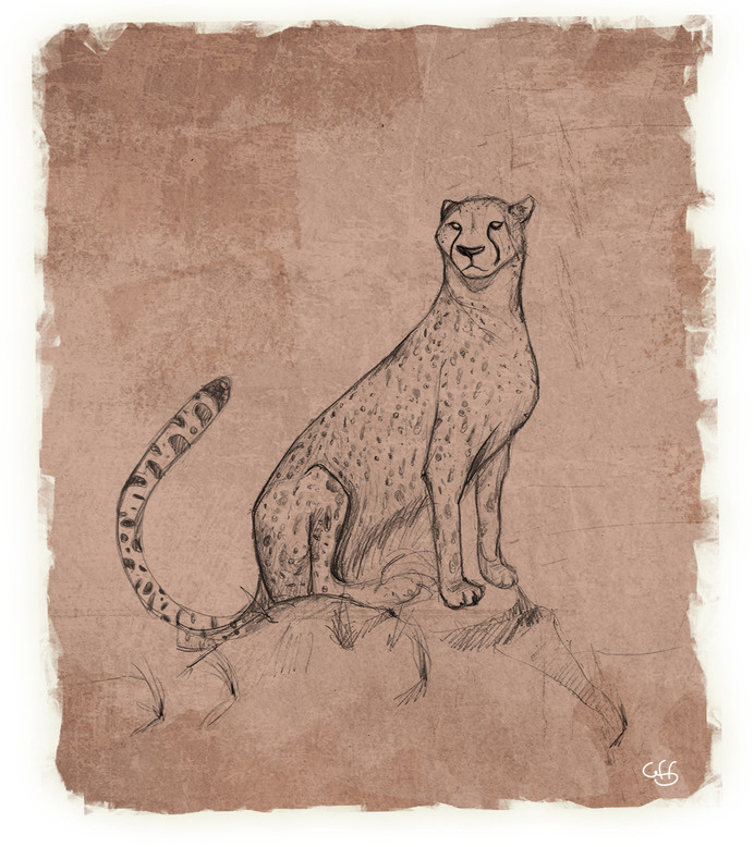 Guepard! Other Works: https://www.facebook.com/GuidoFrancoFerrari #ink #cheetah #africa #design #big #cat #illustration #animal #art #drawing #sketch #beauty