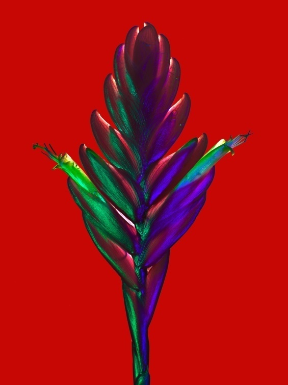 Torkil Gudnason #color #floral #flowers