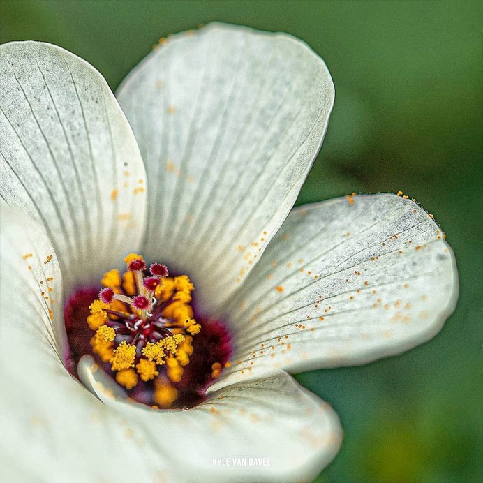 Beautiful Macro Flowers Pictures by Kyle van Bavel