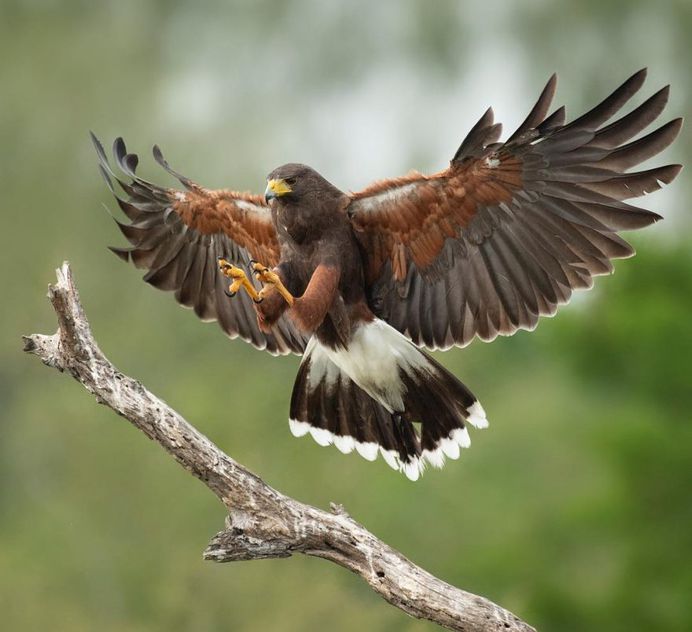 #bird_brilliance: Fascinating Bird Photography by Hector Astorga