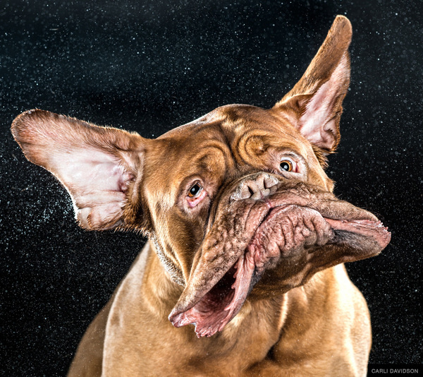 Carli Davidson SHAKE BOOK 1 #shake #photography #dogs
