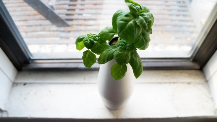 Grow Green : Self Watering Plant