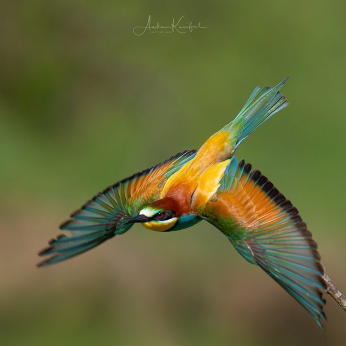 Birds of Germany: Wonderful Bird Photography by Anke Kneifel