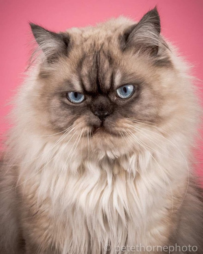 Fat Cats Project by Pete Thorne