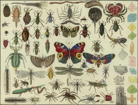 All sizes | Tableau d'histoire naturelle Annelides, Crustaces, Arachnides, etc, 1834 (detail) | Flickr - Photo Sharing! #infographic #bugs #poster
