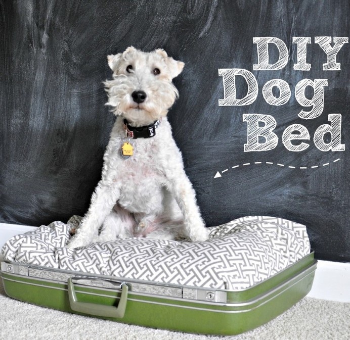 How to Create a Personalized Space for Your Pet