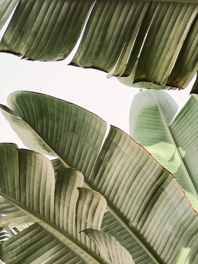Banana Leaves Photography – Design. / Visual.