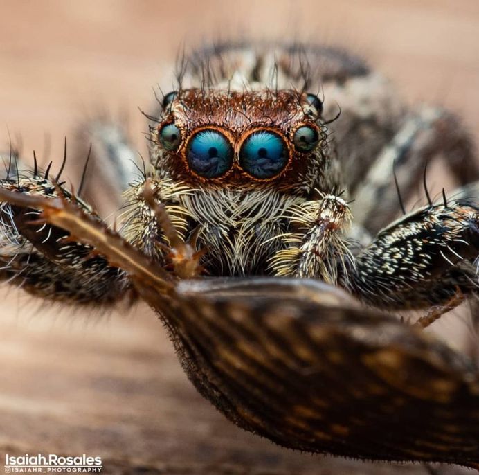 #kings_macro: Insect Macro Photography by Isaiah Rosales
