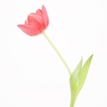 MA30 #flower #photography