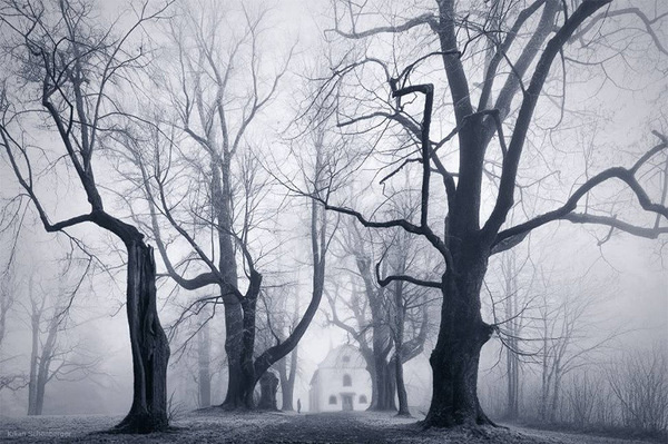 Cloud Forest: Landscape Photos of the Misty Czech Bohemian Forest by Kilian Schxc3xb6nbergerDecember 5 #misty #forest #haunting #fog
