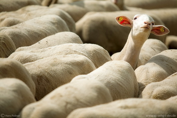 Photography inspiration #sears #flock #hustle #baa #photography #sheep #animal