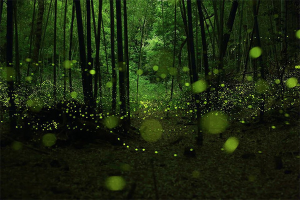Long Exposure Photographs of Fireflies in the Forests of Nagoya City by Yume Cyan #photography #fireflies