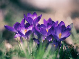 150+ Purple Color HD Images: Purple is symbolizes dignity and leadership