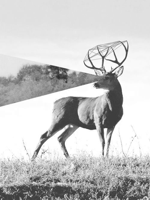 Ron.G #deer #collage