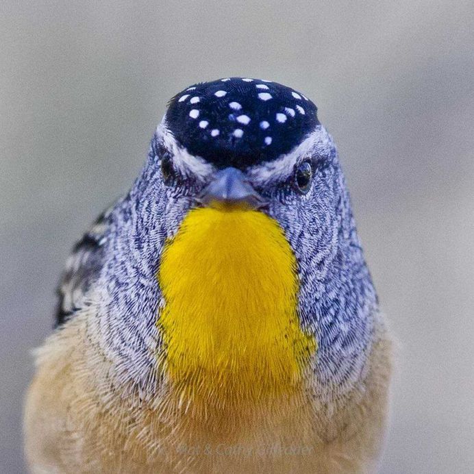 #birdsofinstagram: Spectacular Bird Photography by Mat & Cathy Gilfedder