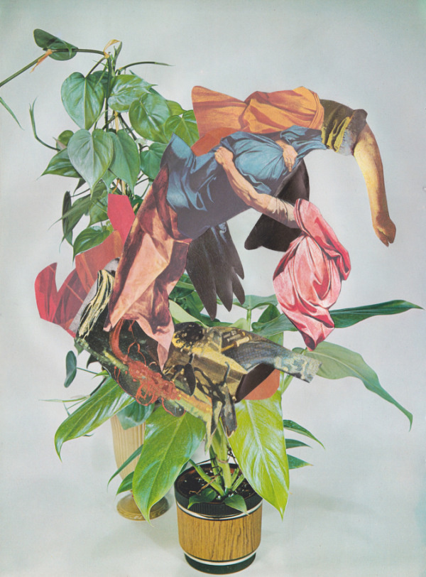 B.D. Graft | PICDIT