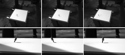 A piece of graphite and weight has been hung overhead by an eight foot tether that is free to be moved by the wind and leave marks on paper. #gallery #chris #robert #platt #chance #aleatoric #art #accidental