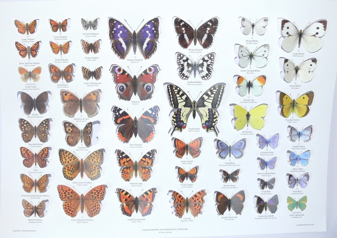 Pop-Up Butterfly Collection