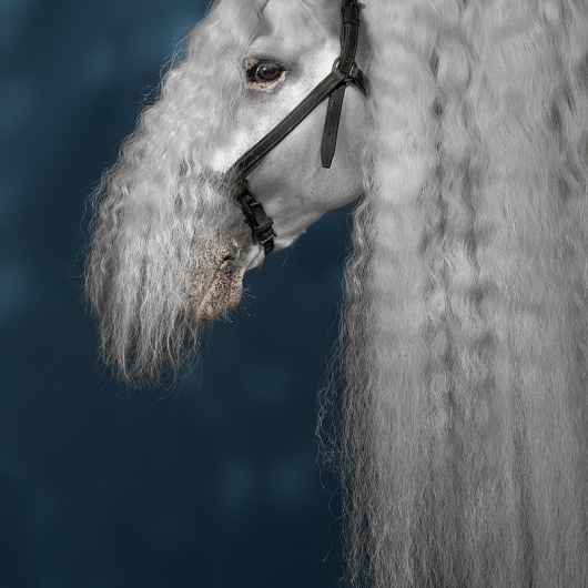 basic_sounds #photography #horse #portrait