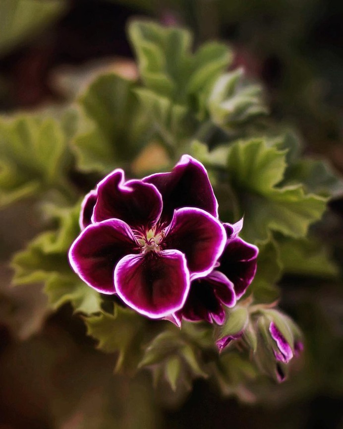Fine Art Flowers Photography by Dina Telhami