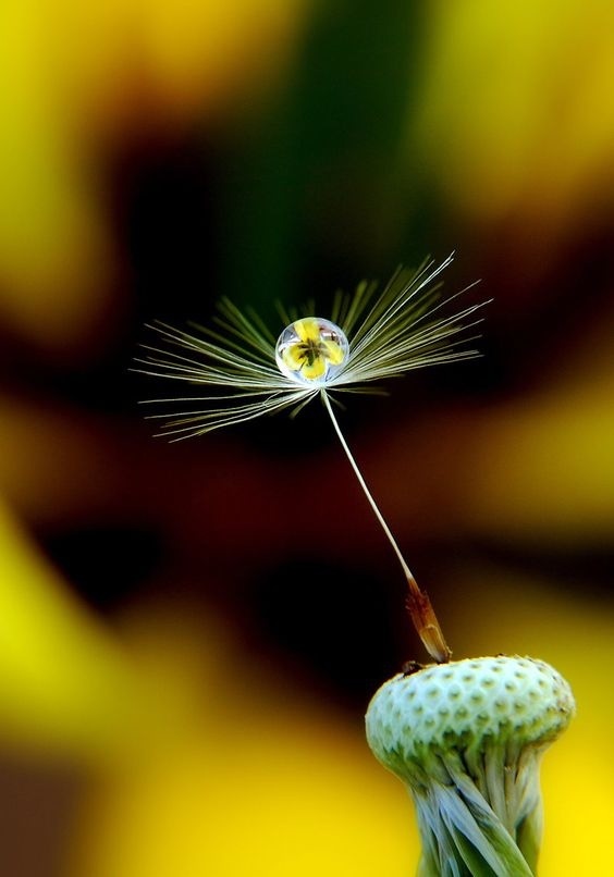 #photography#picture editor#photo editor#plant#yellow
