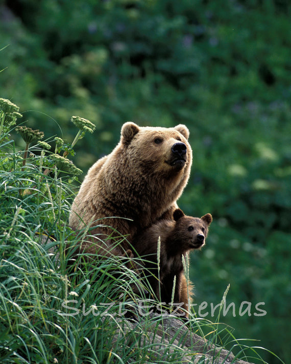 Bear with son photography