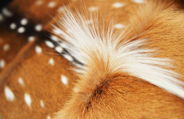 > #jackandjil #animal #fur