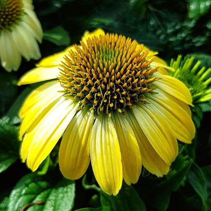 Echinacea