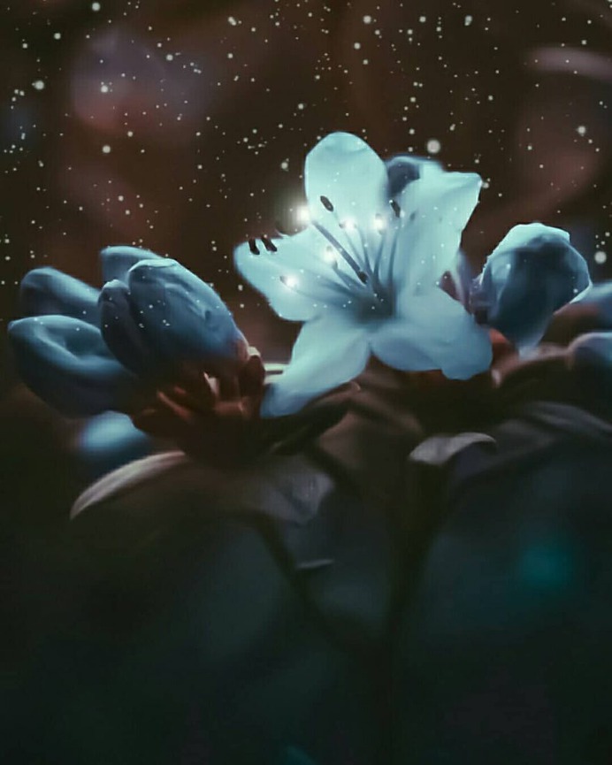 Conceptual and Fine Art Flower Photography by Niloofar Balalami
