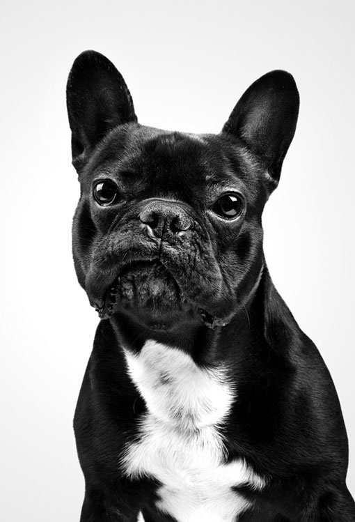 Design Work Life » cataloging inspiration daily #dog