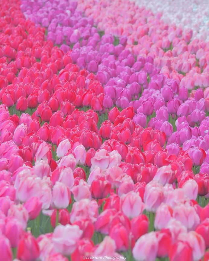 Fabulous and Colorful Flower Photography by Tatsuya Kurisu