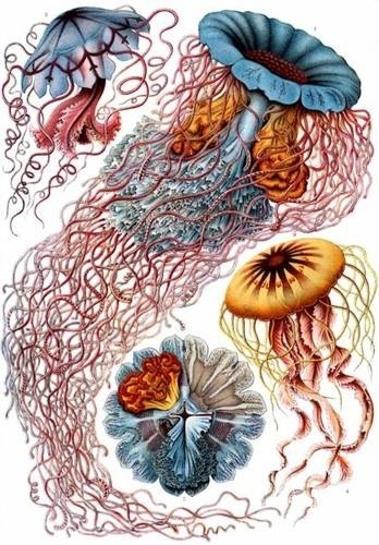 Ernst Haeckel - Artforms of Nature - Kunstformen der Natur #illustration #nature