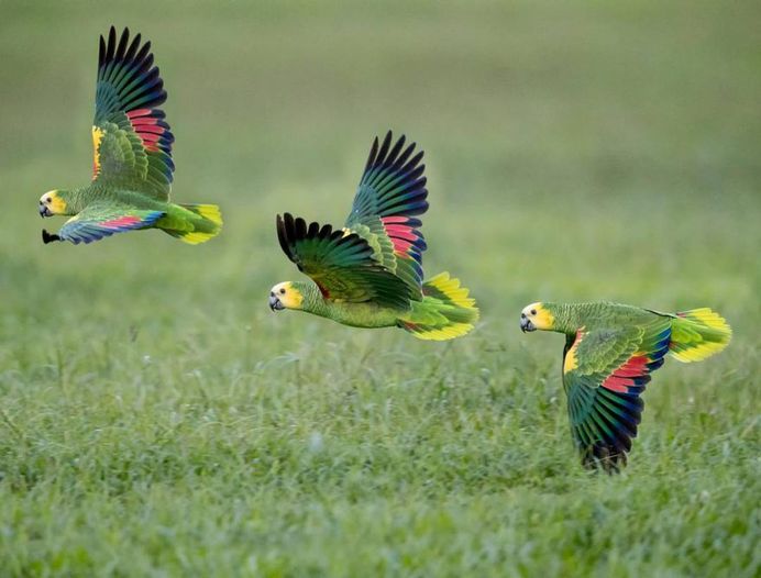 Double Yellow-Headed Amazon Parrot