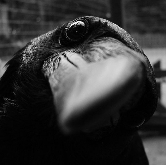 3-inquisitiveness.jpg 600×596 pixels #photography #crow #bird