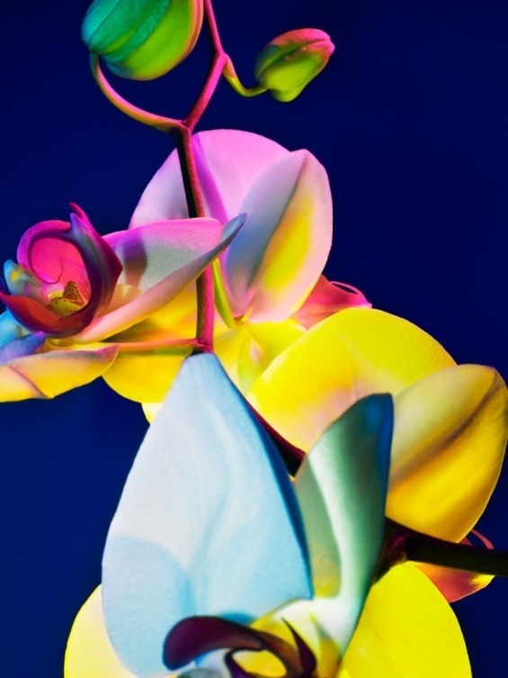 Torkil Gudnason #color #floral #flowers