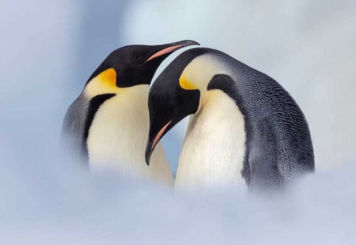 Franka Slothouber Captures The Emperor Penguin Colony in Antarctica