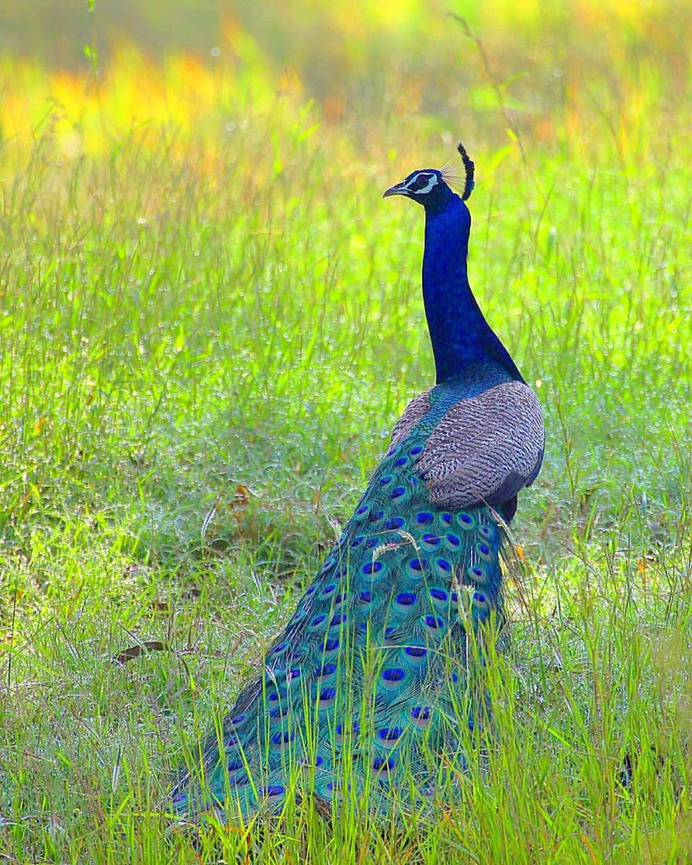 Birds of India: Beautiful Bird Photography by Raj Shelke