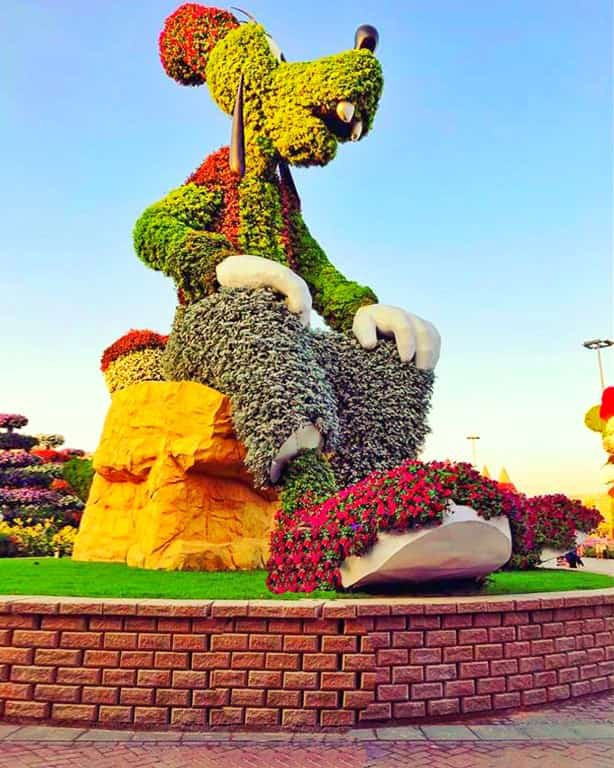 Goofy's Topiary Art at the Dubai Miracle Garden. This is currently the tallest topiary art at the Dubai Miracle Garden. It is believed to be even taller than the Guinness World Record holder Mickey Mouse's topiary art.