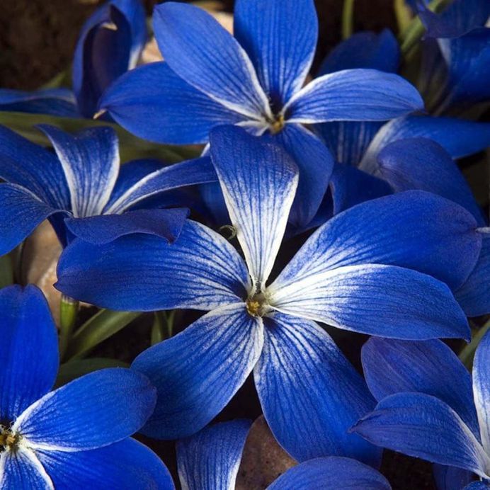 Crocus Flower Picture