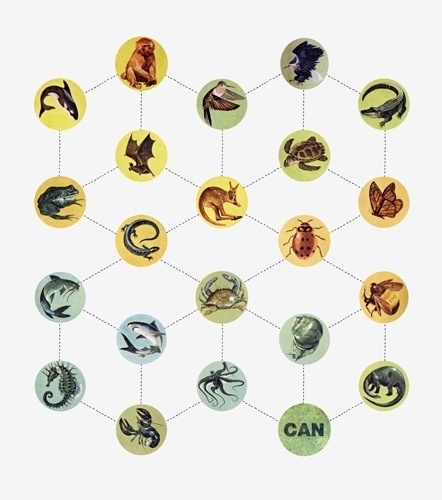 Ill Studio - Christophe Lemaire #diagram #lemaire #christophe #animal