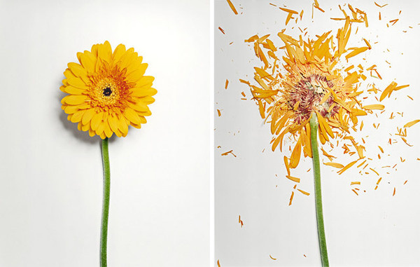 Flowers Soaked in Liquid Nitrogen Shatter on Impact #flower #yellow #nature