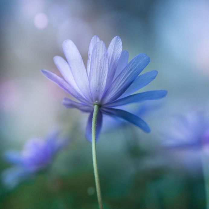 #instaflower: Beautiful Flower Photography by Marie Rich