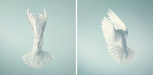 More Than Human28 #photo #animal #bird
