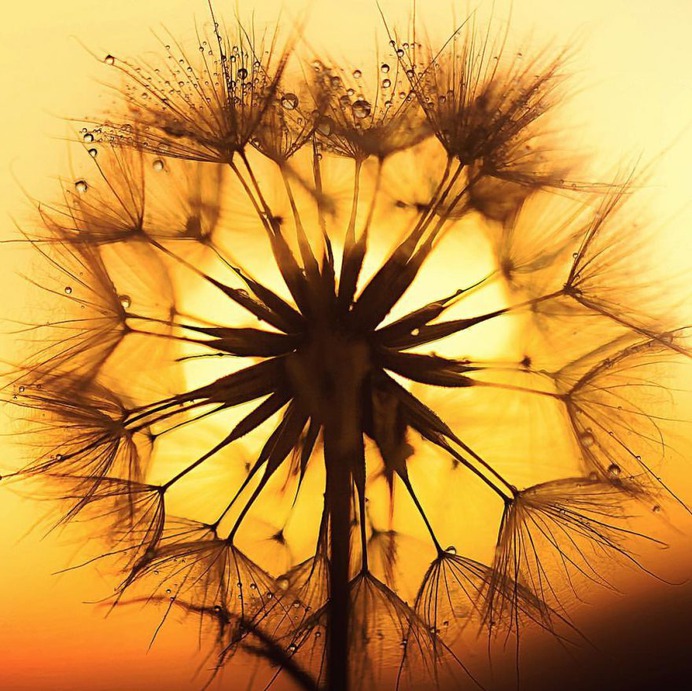 Beautiful Macro Flower Photography by Silvia Kobelova