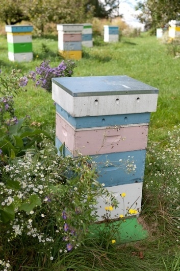 _=SHMU=_=Photography=__Hall's Honey Bees Photography #halls #honey #bees