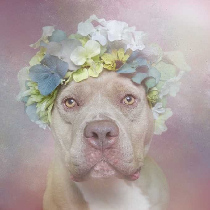 Flower Power by Sophie Gamand #inspiration #photography #animal