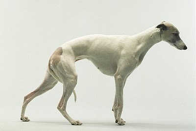 ☺ A blog for birds... #whippet #poise #stance #photography #animal #dog