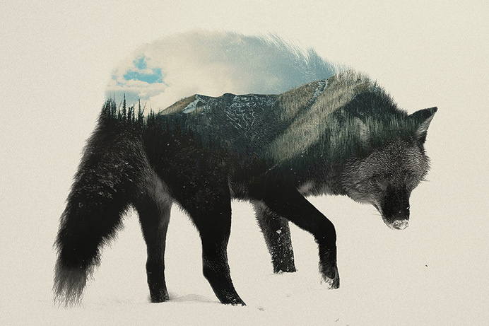 Double Exposure Animal Portraits by Andreas Lie #doubleexposure #animal #portrait #bear #fox #squirrel #wolf
