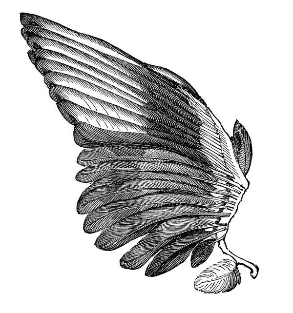 *The Graphics Fairy LLC*: Search results for wings #wings #illustration #magpie