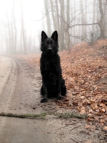 FFFFOUND! #black #dog
